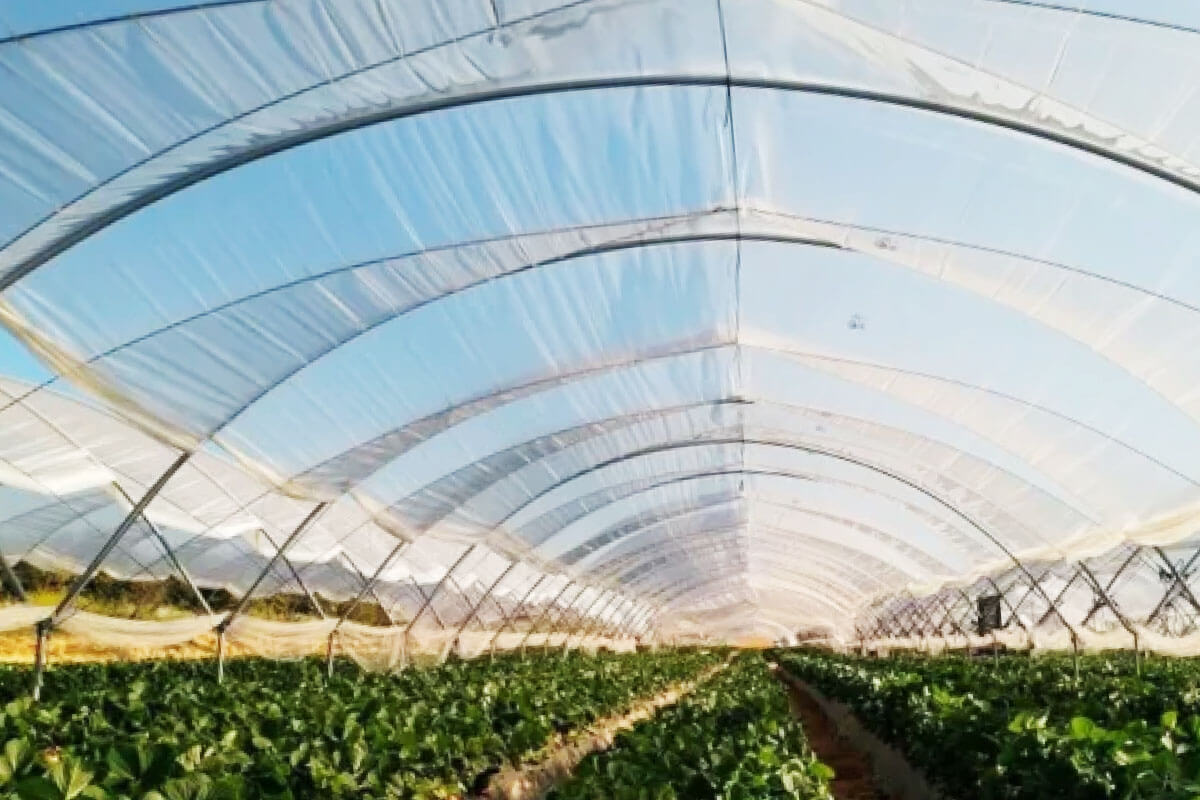 Green House Roof Materials 3: Polyethylene Film